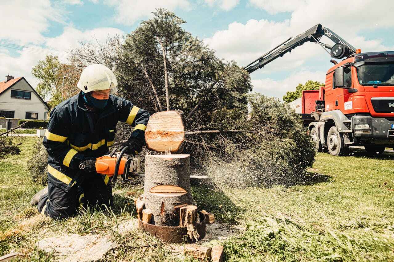 Best Tree Care Services  in Montrose, CO